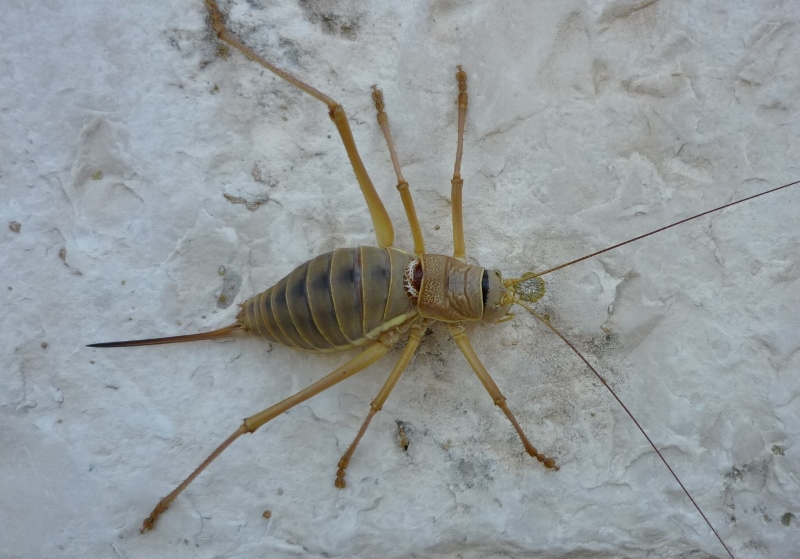 Castel del Monte(BT),Ephippiger discoidalis?